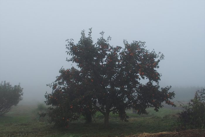morning-fog_01