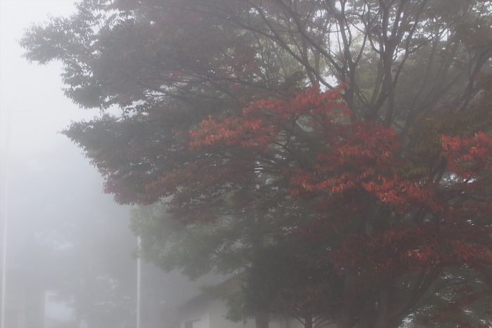 morning-fog_06