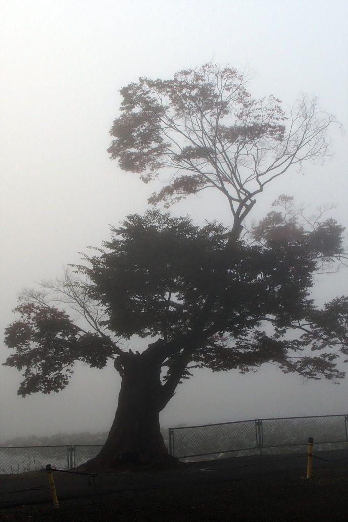 morning-fog_08