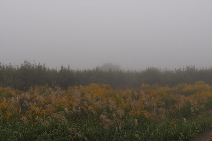 morning-fog_20