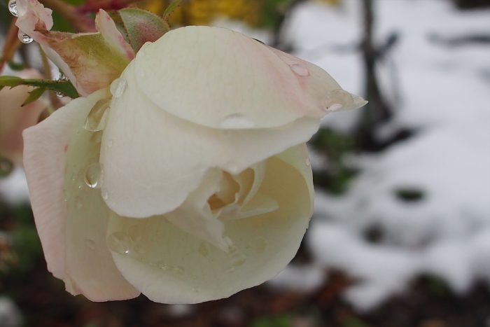rose-in-winter_05