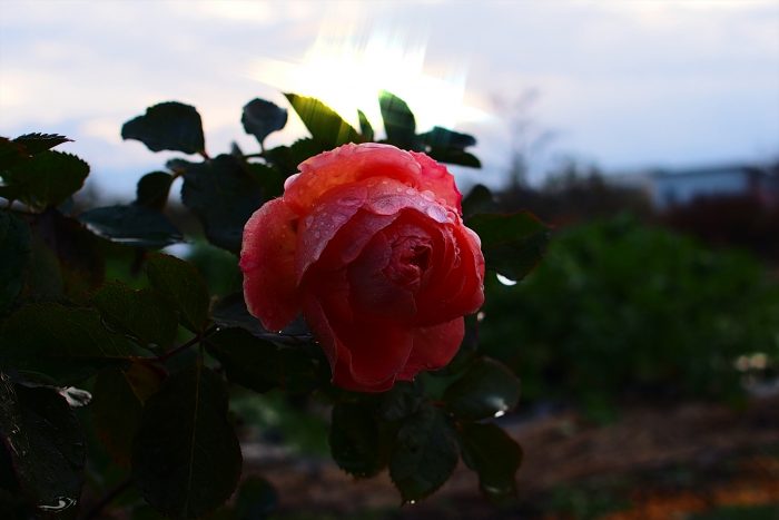 rose-in-winter_18