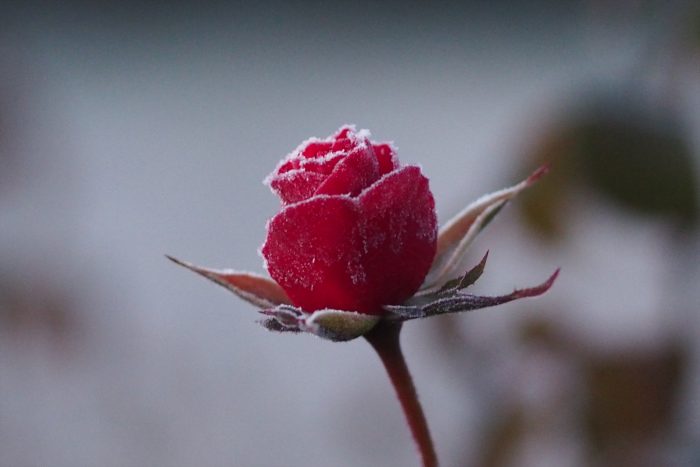 rose-in-winter_21